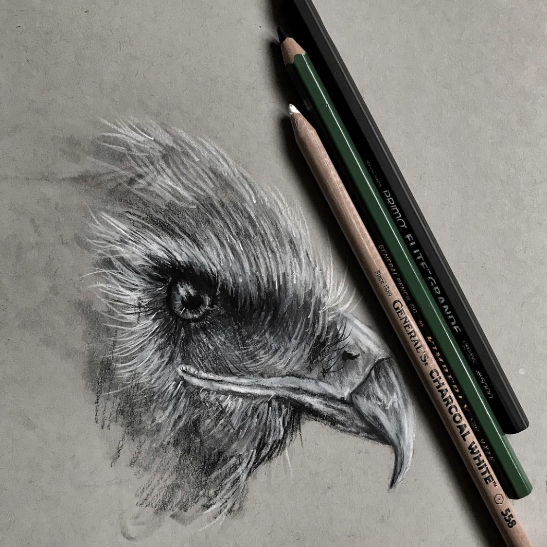 A black and white study of a raptor's head. Drawn with General's® Charcoal White®, Kimberly® 9xxB Extra Black Graphite, and Primo® Elite™ Grande pencil on toned grey paper. Artist Jonathan Martinez.
