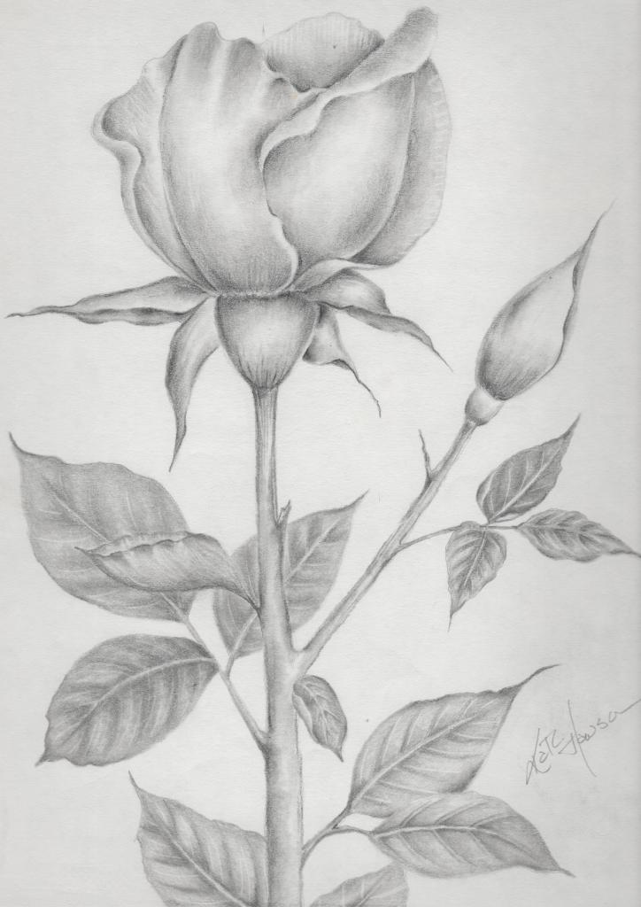 Pencil drawing of a single rose with detailed petals, leaves, and a rosebud on a stem. The shading highlights the texture and depth of the flower and leaves. An artist’s signature is visible in the bottom right corner. Artist Kathi Hanson