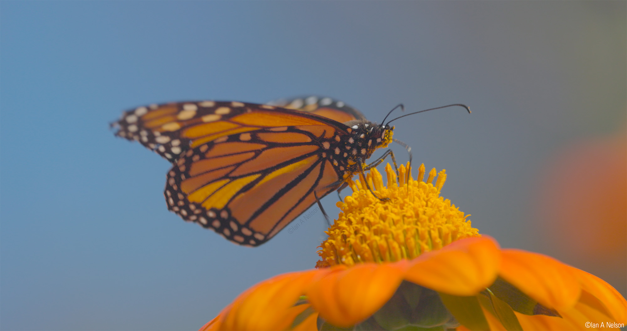 A monarch butterfly with orange and black wings feeds on the bright yellow center of an orange flower, set against a soft blue sky background.